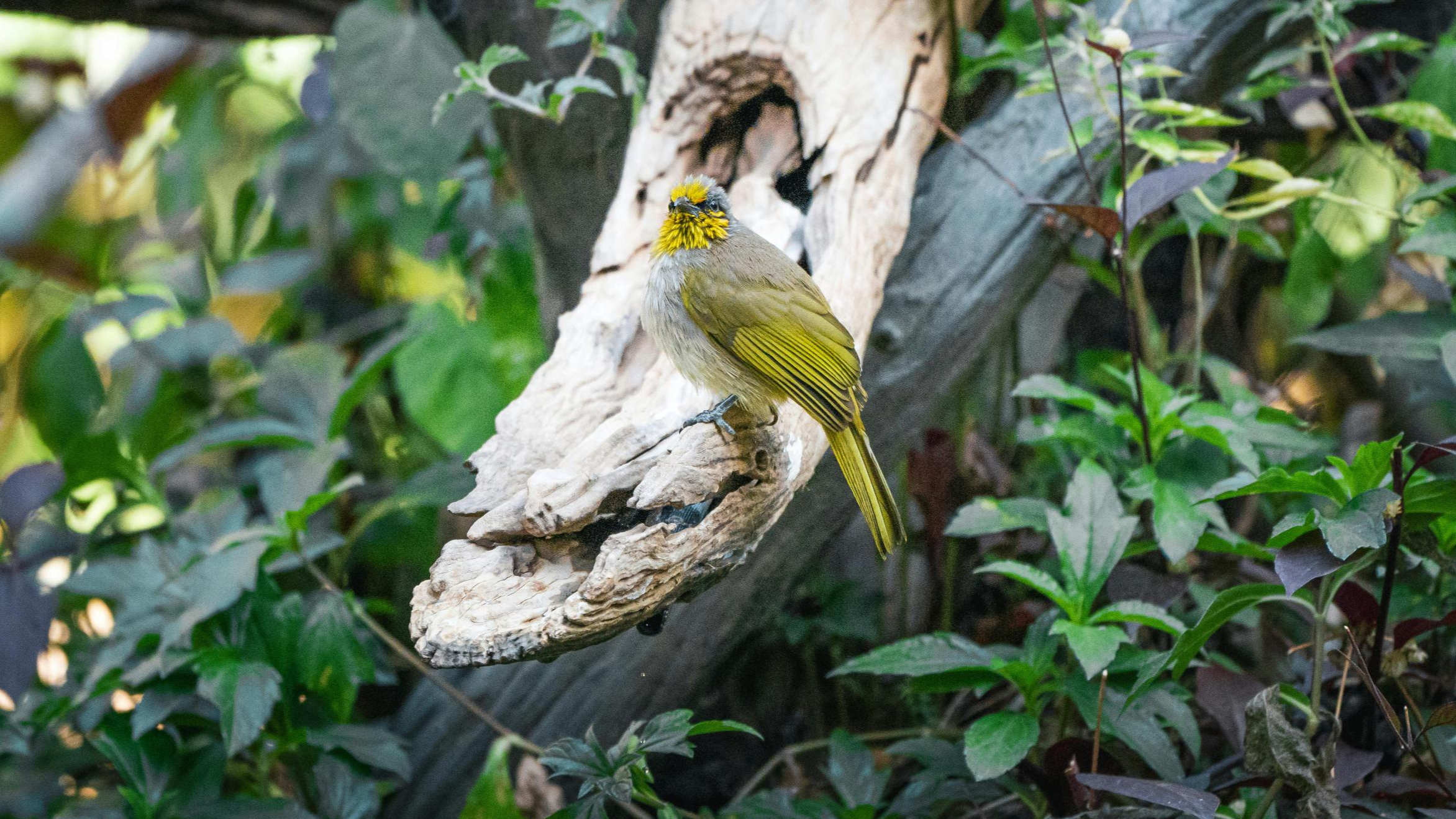 Rīgas skolēni aicināti piedalīties dabas izzināšanas konkursā “BioBlitz Rīga 2026”