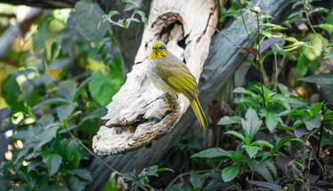 Rīgas skolēni aicināti piedalīties dabas izzināšanas konkursā “BioBlitz Rīga 2026”