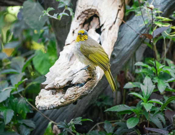 Rīgas skolēni aicināti piedalīties dabas izzināšanas konkursā “BioBlitz Rīga 2026”