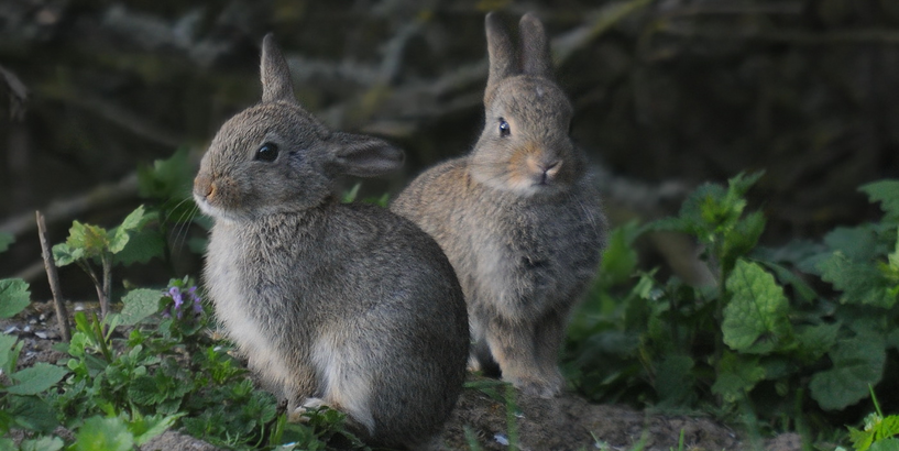 Dabas muzejs paziņo gada dzīvnieku