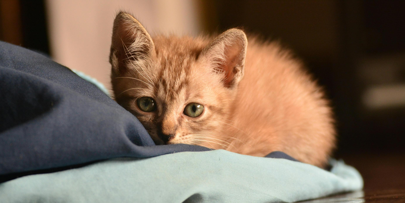 Rīgas pirmsskolas izglītības iestādes “Daugaviņa” projekti