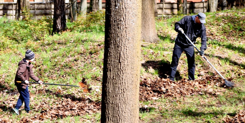 Aktīvākajiem talkotājiem Rīgas dome dāvinās ceriņu stādus
