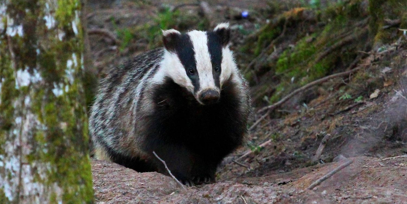 Ģimenes ar bērniem aicina iepazīt plēsīgos zvērus 