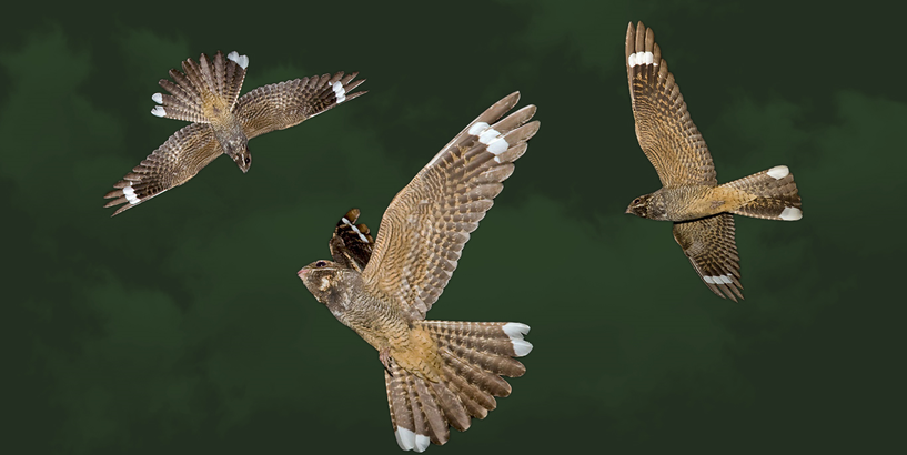 ANDREJA UPĪŠA MUZEJĀ IESTĀSIES „VAKARLĒPJU RUDENS”