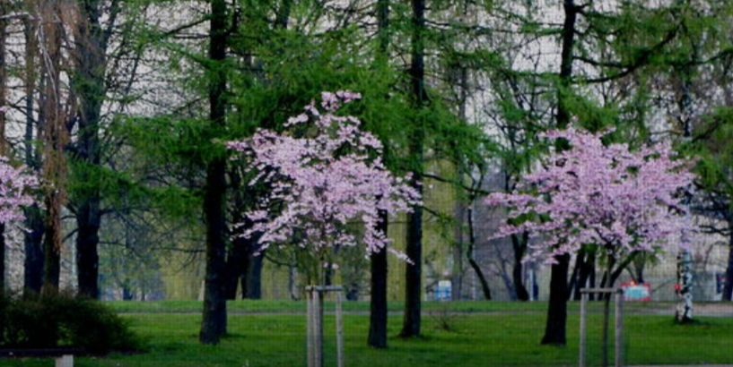 Uzvaras parkā uzziedējušas sakuras