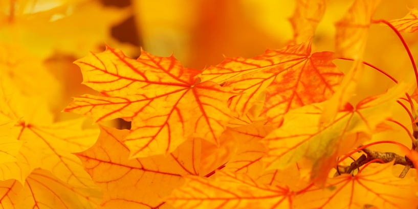 Aicina piedalīties "Dārziņu sporta svētkos 2020"