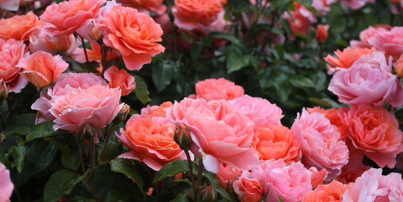 Izstāde „Rožu dārzs 2022” Dabas muzejā