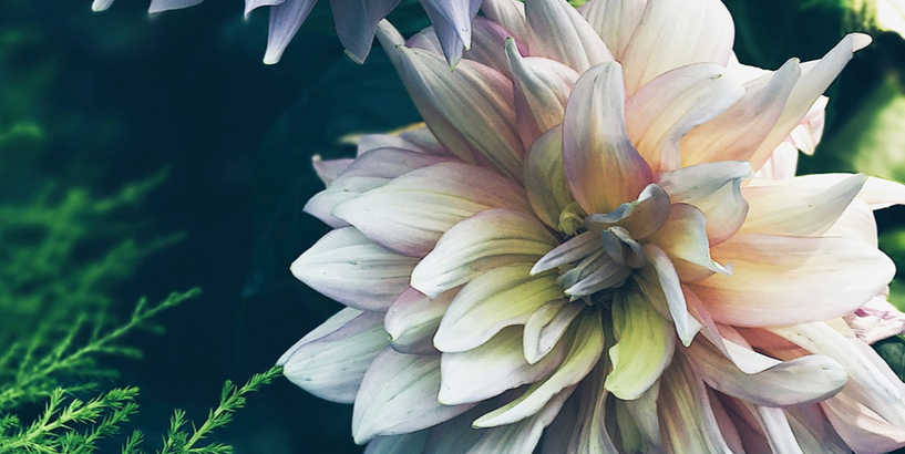 Izstāde „Dālijas 2019”