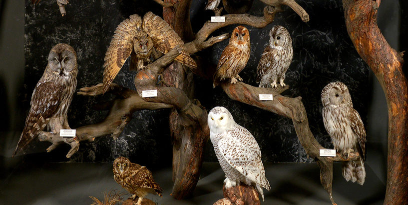 Zinību dienā uz Latvijas Dabas muzeju!