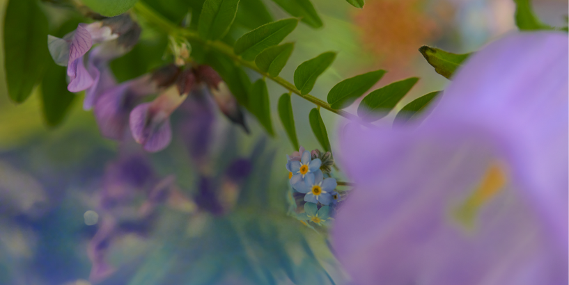 Lai zied visa pasaulīte