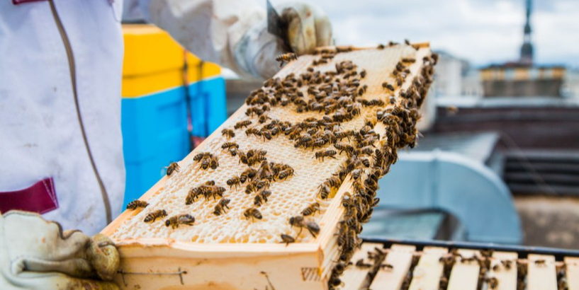 Rīgas Latviešu biedrībā jau atkal saimnieko bites!