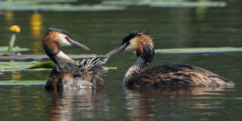 Dabas muzejs izsludina putnu fotogrāfiju konkursu