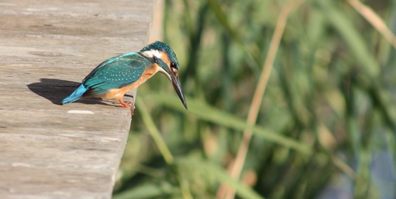 Izsludināts konkurss fotogrāfiem un putnu mīļotājiem