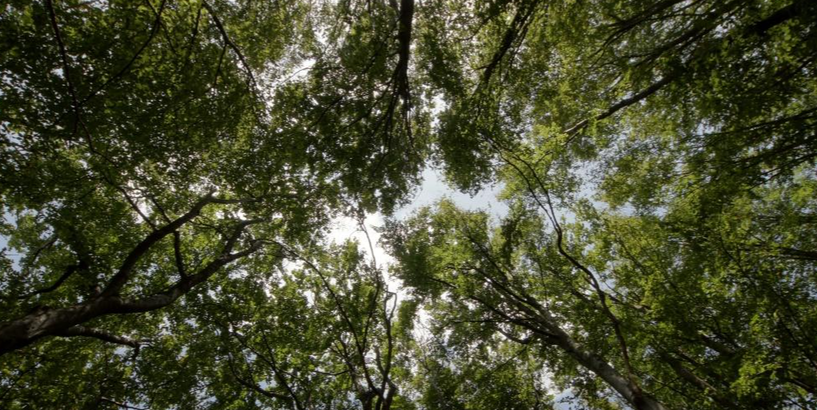 Dabas iedvesmoti risinājumi nākotnei