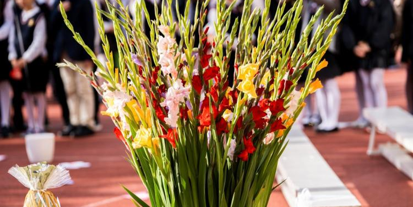 Gladiolas vāzē