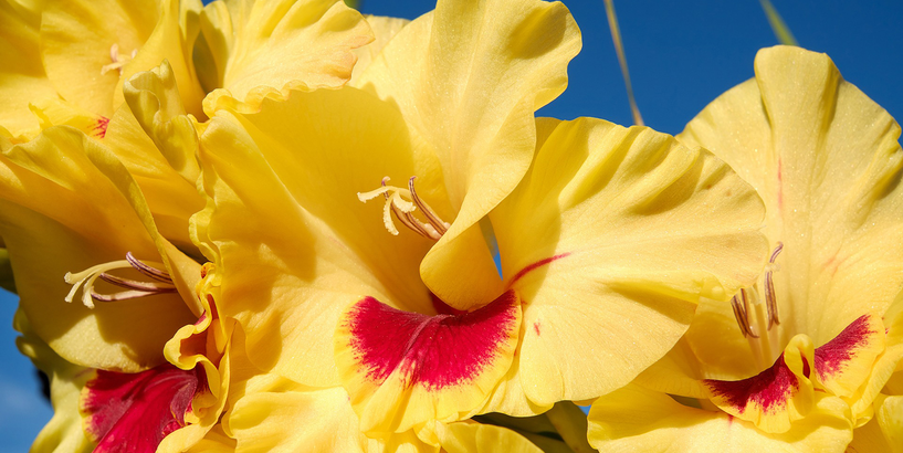 Izstāde „Gladiolas 2019”