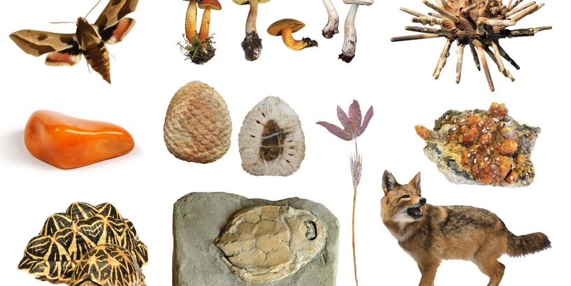 Rudens brīvlaiks Dabas muzejā