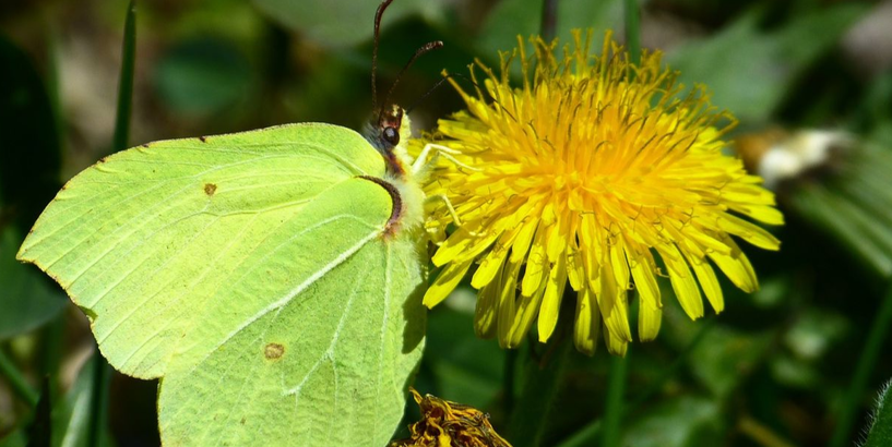 Dabas muzejā notiks ģimenes diena „Kukaiņi modušies!”