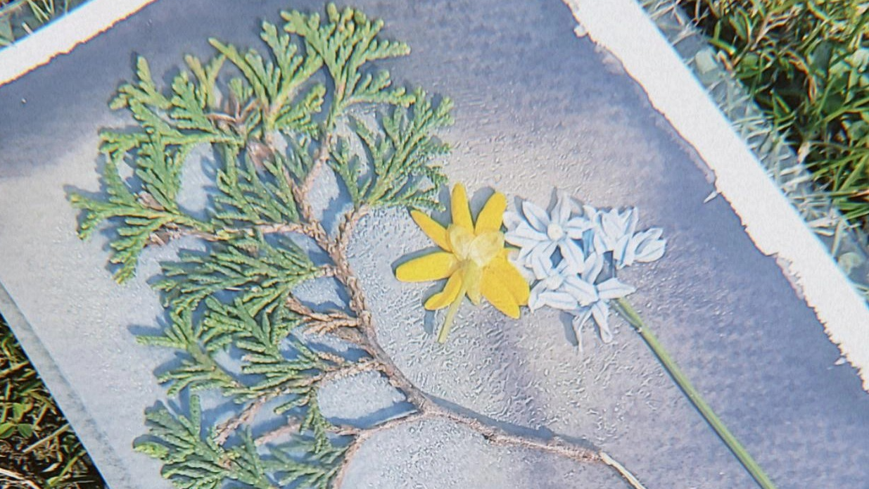 No eko printinga līdz cianotipijai: pedagogi apgūst augu tehnikas