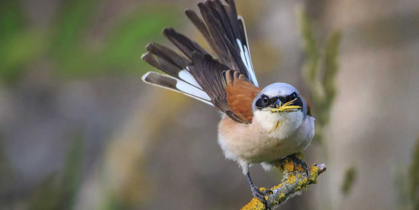 Izsludināts fotokonkurss „Mans putns”